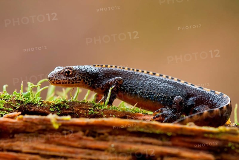 Alpine newt (Ichthyosaura alpestris) Rhineland-Palatinate, Germany, Europe