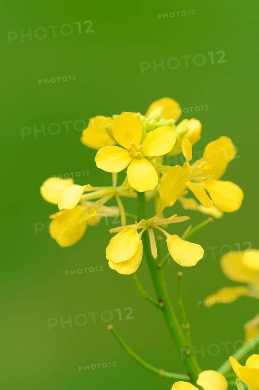 Wild Mustard (Sinapis arvensis), North Rhine-Westphalia, Germany, Field Mustard, Charlock Mustard, Corn Mustard, Europe
