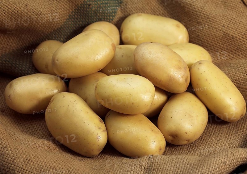Mona Lisa Potato (Solanum tuberosum)