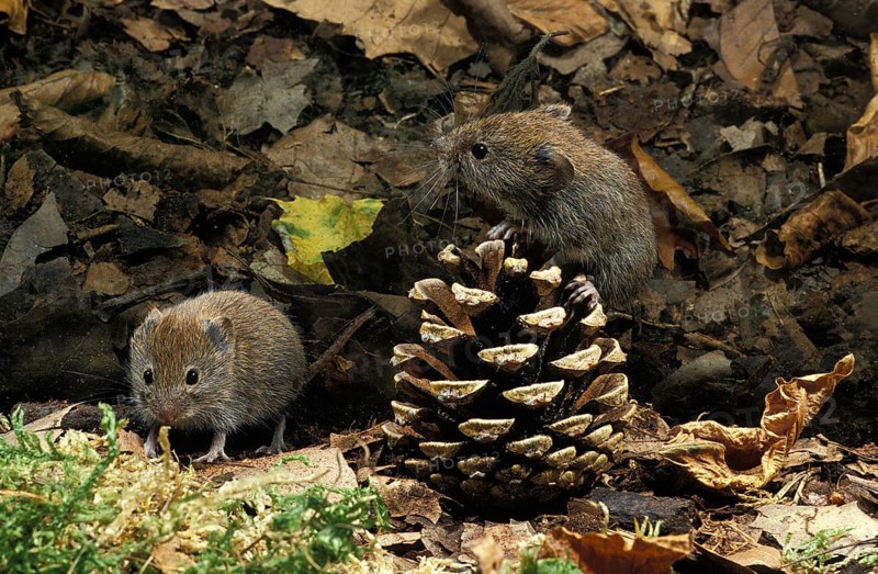 Bank Vole (clethrionomys glareolus), Adults with Fire Cone