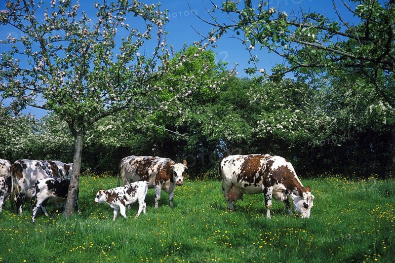 Normandy cow, domestic cattle under apple trees, Normandy