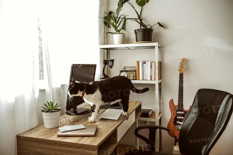 Cat walking desk indoors