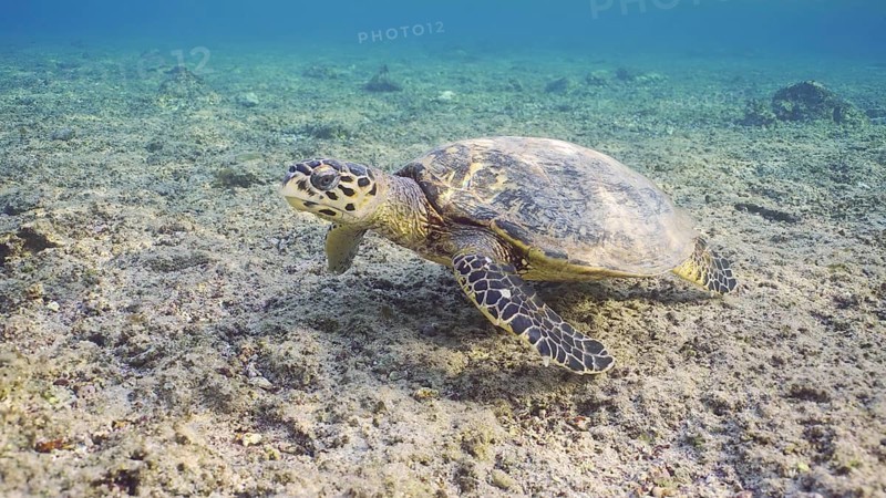 Hawksbill Sea Turtle (Eretmochelys imbricata) or Bissa swims over of coral reef, Red sea, Egypt, Africa