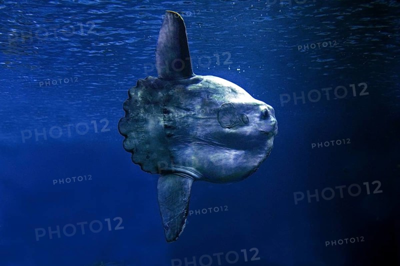 SUNFISH (mola mola), California, USA, North America