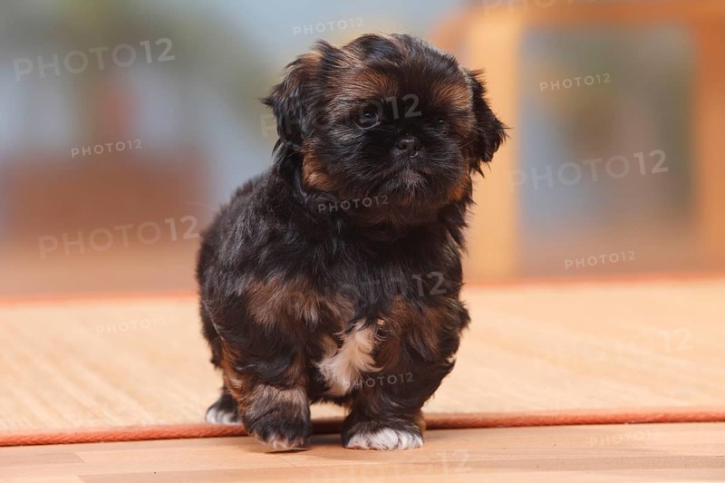 Shih-Tzu, puppy, 6 weeks