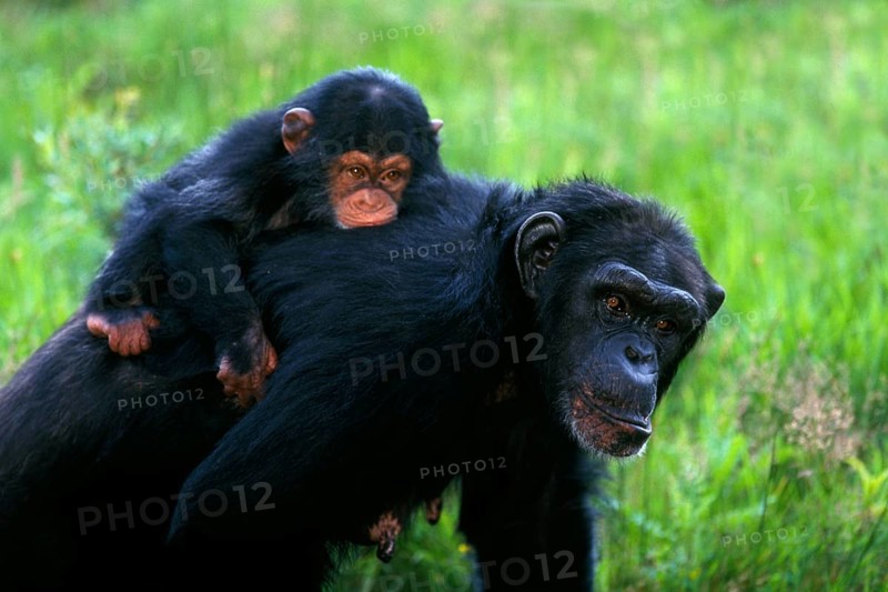 Chimpanzee, female carrying young on her back, common chimpanzee (Pan troglodytes)