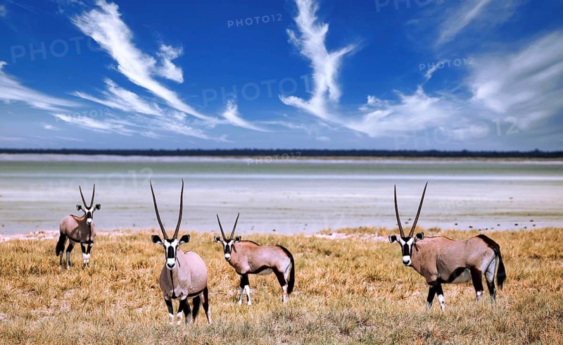 Oryx, Etosha-Nationalpark, Namibia, Africa