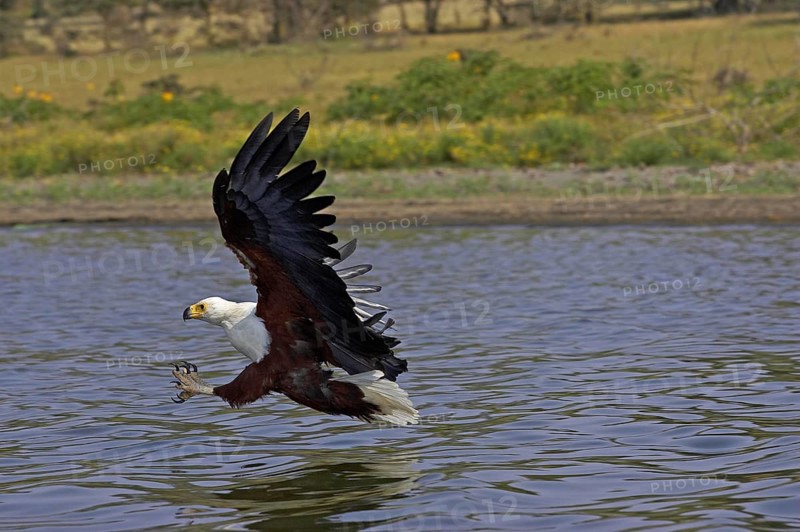 African Fish Eagle (haliaeetus vocifer), Adult in Flight, Fishing, Baringo Lake in Kenya