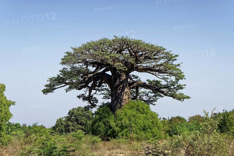 African baobab (adansonia digitata), Madagascar, Africa