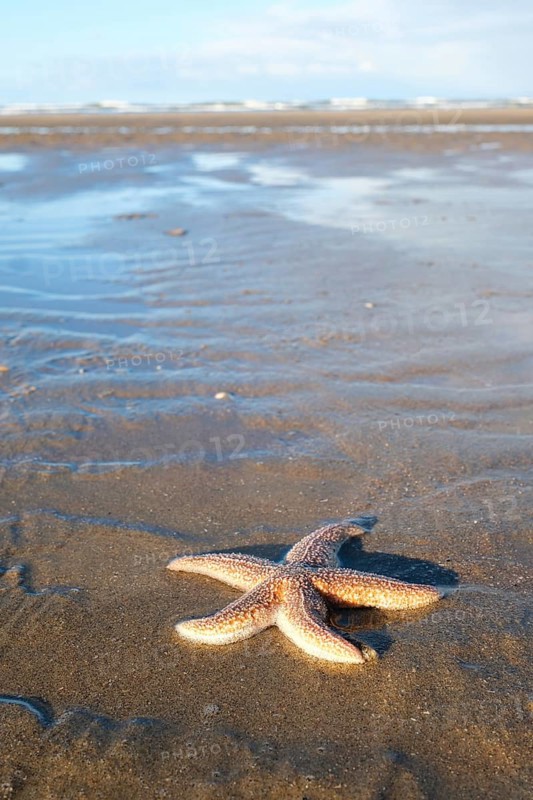 Starfish (Asteroidea) on the beach, blurred background, North Sea, Zandvoort, Netherlands