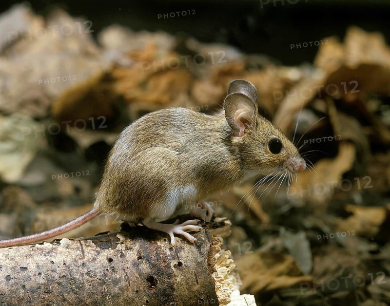 Yellow Necked Mouse (apodemus flavicollis), Adult