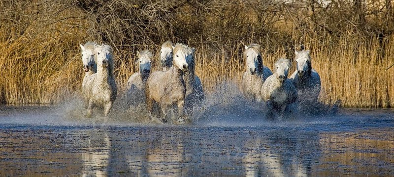 Camargue Horses, Herd galloping in Swamp, Saintes Marie de la Mer in Camargue, South of France