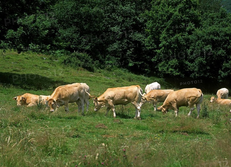 FRENCH CATTLE CALLED BLONDE D'AQUITAINE, HERD EATING GRASS