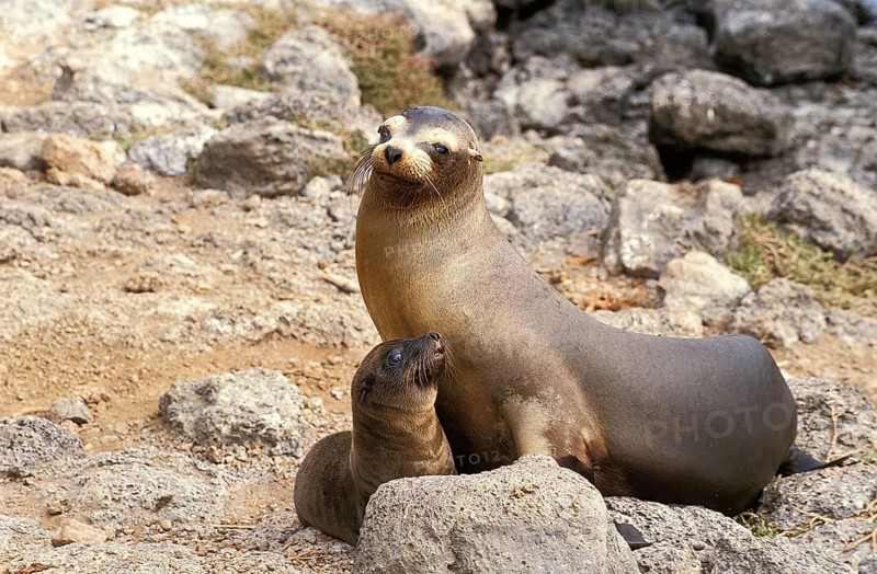 Galapagos Sea Lion (zalophus californianus) wollebacki, Female with Pup standing on Rocks