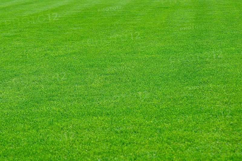 Green lawn beautiful sports field, grass