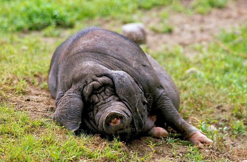 Meishan pig (Sus scrofa f. domestica) Chinese masked pig
