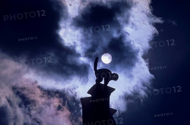 Cat in the moonlight, domestic cat (Felis silvestris f. catus)