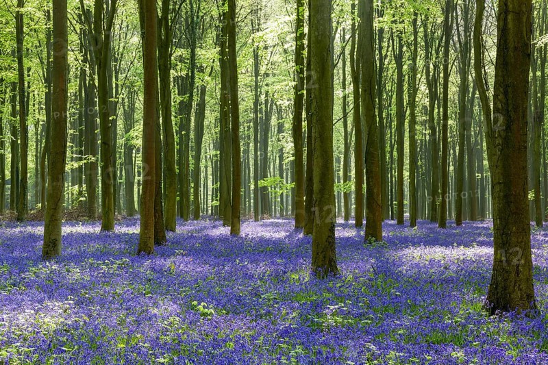 Bluebells in Wepham Woods