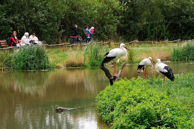 White Storks (Ciconia ciconia), nature zoo, Rheine, Lower Saxony, Germany, Europe
