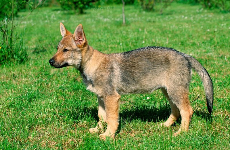 Czechoslovakian Wolfhound, puppy, 12 weeks, sideways