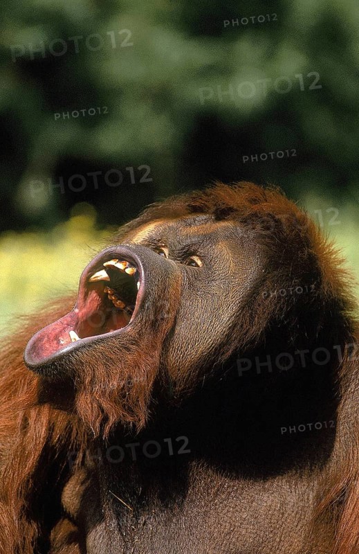 ORANG UTAN (pongo pygmaeus), MALE WITH OPEN MOUTH