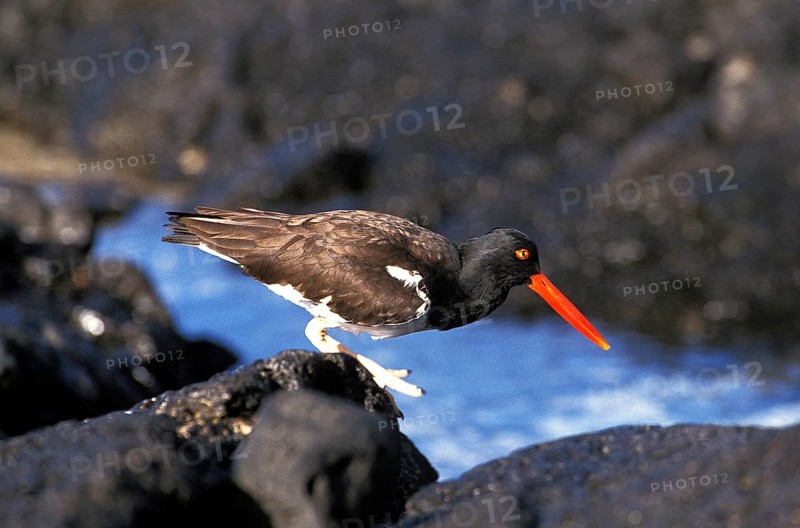 Oystercatcher (haematopus ostralegus), Adult standing on Rock, Galapagos Islands