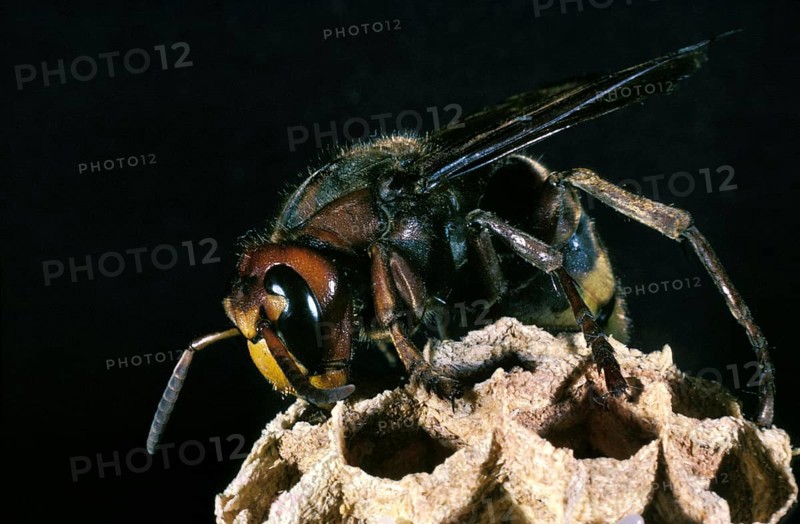 Hornet, vespa crabo, Adult standing on Nid