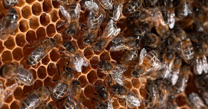 |European Honey Bee (apis mellifera), Bees on a wild Ray, dance to indicate the foraging area, Bee Hive in Normandy