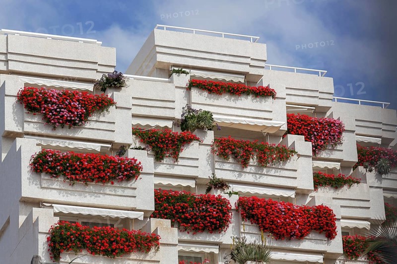 LOS GIGANTES, TENERIFE/SPAIN - FEBRUARY 21 : Vivid red geraniums hanging from balconies on an apartment block in Los Gigantes Tenerife on February 21, 2011