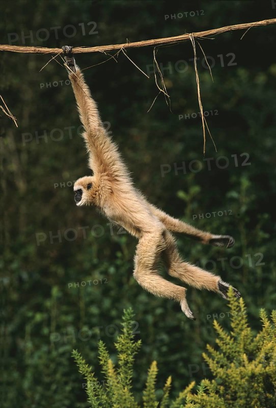 White-Handed Gibbon (hylobates lar), Moving, hanging from Liana