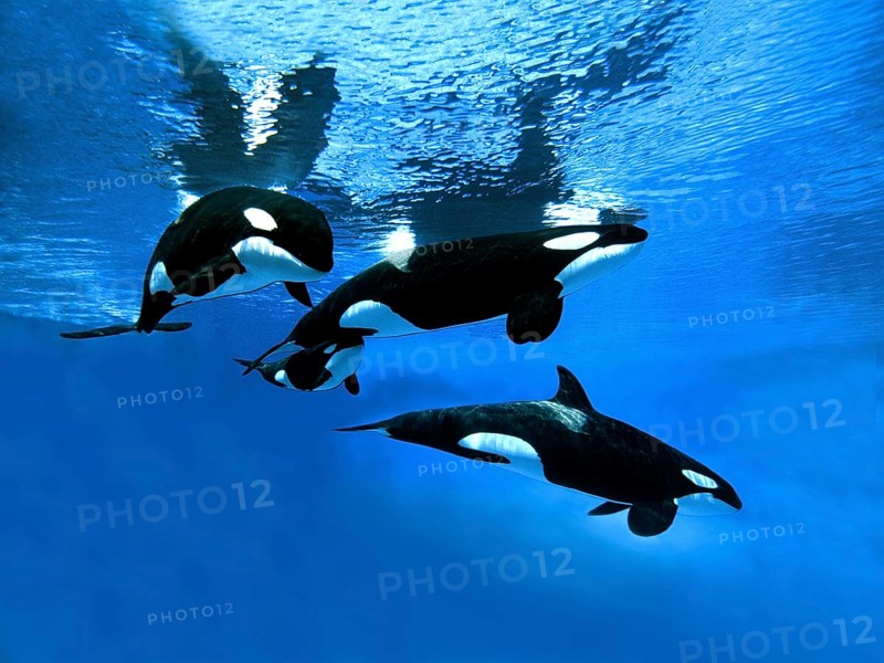 Killer Whale (orcinus orca), Group with Female and Calf