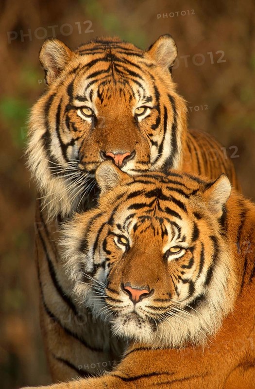 Sumatran Tiger (Panthera tigris sumatrae)