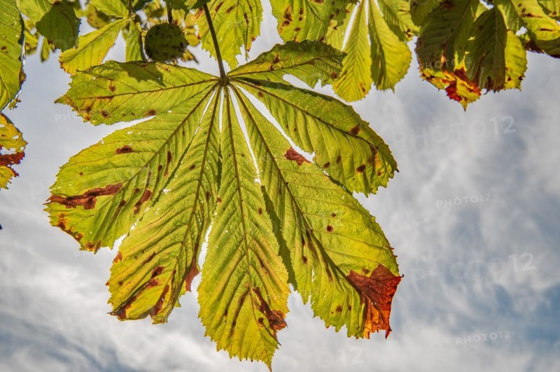 Chestnut leaf for autumn
