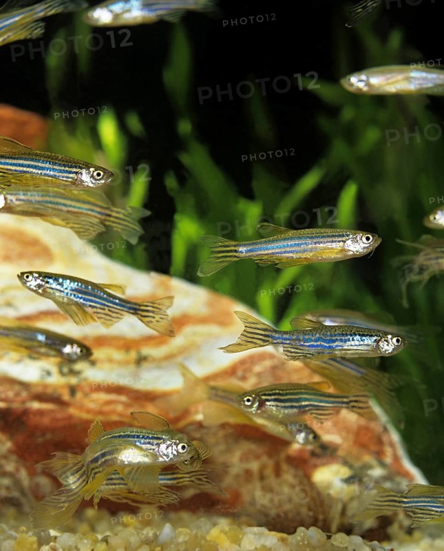 Zebrafish (brachydanio rerio) (Brachydanio rerio), Zebrafish, Animals, Other animals, Fishes, Carp-like, Carpfishes, Long-Finned Zebra Fish, Aquarium Fishes