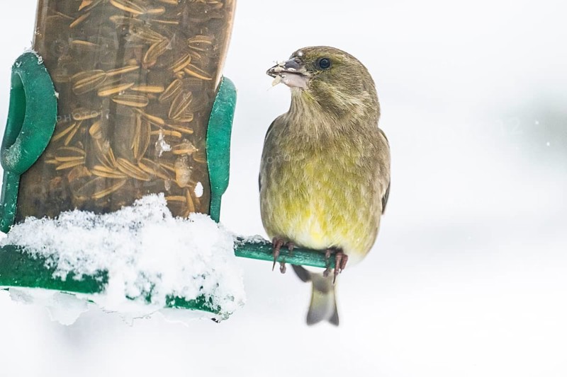 European greenfinch (Chloris chloris) male, on feeding cylinder, Munich, Bavaria, Germany, Europe