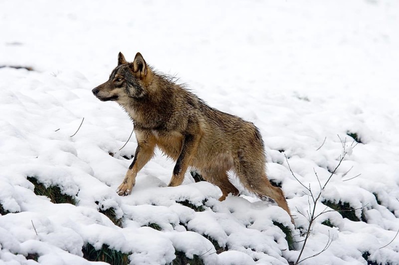Iberian Wof (canis lupus signatus), Adult standing on Snow