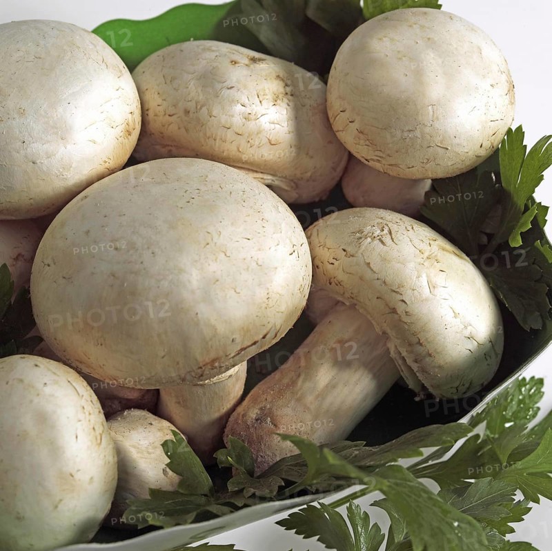 Button or Cultivated Mushroom (agaricus bisporus)