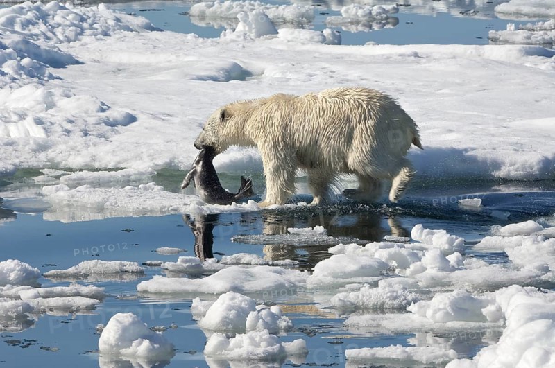 Polar bear (Thalassarctos maritimus), female with captured ringed seal (Phoca hispida), Spitsbergen, Svalbard Archipelago, Barents Sea, polar bear ice floe, Norway, Europe
