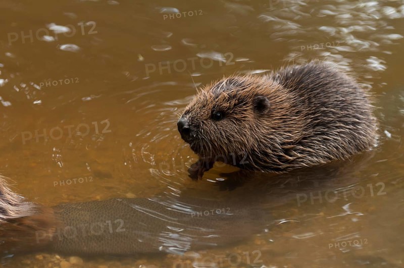European beaver (Castor fiber), juvenile, Rosenheim, Bavaria, Germany, Europe