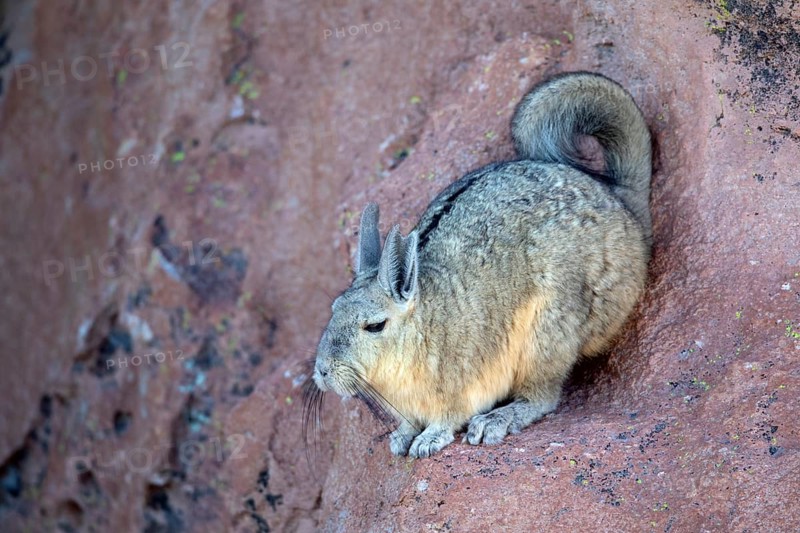 Viscacha