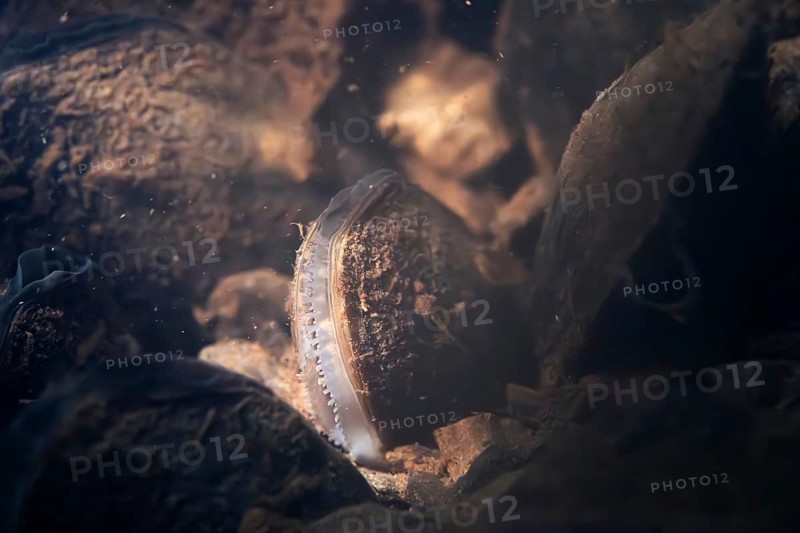Freshwater pearl mussel (Margaritifera margaritifera), underwater photo in stream, lying in the current and filtering water with their gills, Eifel, North Rhine-Westphalia, Germany, Europe