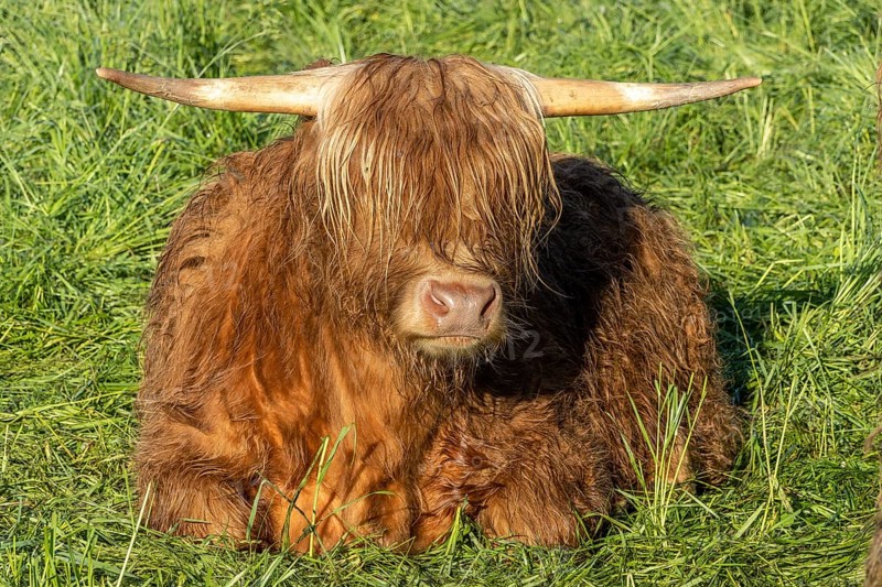 Galloway bark (Bos taurus), illuminated by the sun and lying on green grass