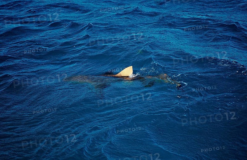 Lemon Shark at the surface, Shark fin, Negaprion brevirostris, Bahamas, Atlantic Ocean, Central America