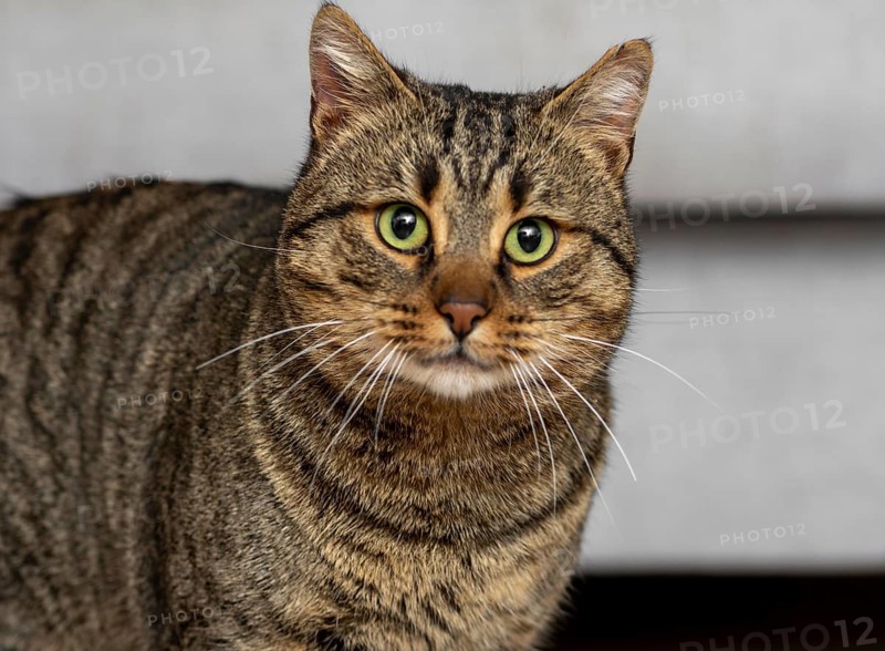 Cute cat with green eyes