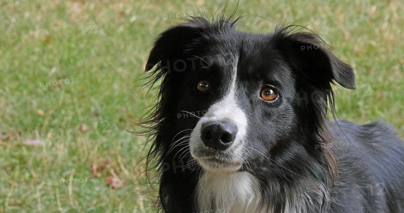 Border Collie Dog on Grass, Portrait of male