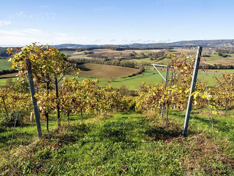Vineyard with vines in autumn, south-eastern Styrian hill country, Styria, Austria, Europe