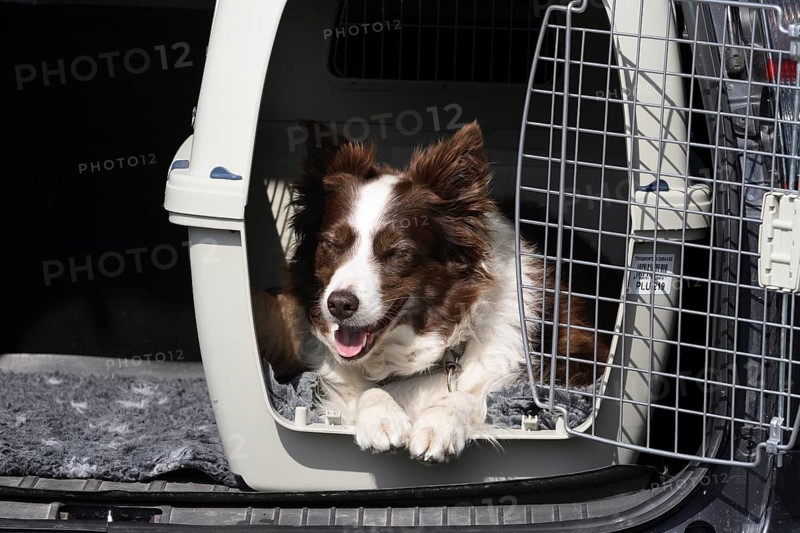 Border collie lying in a dog box in the boot of the car