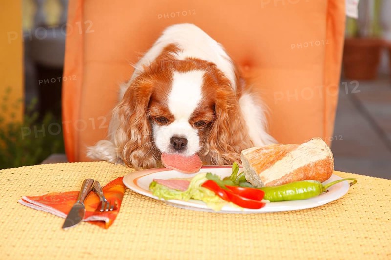 Cavalier King Charles Spaniel, blenheim, steals sausage from plate/bread, bad habit