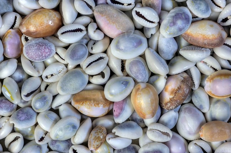 Cowrie shells