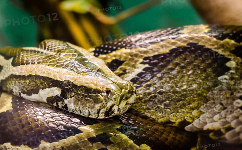 Head and eye big snake anaconda close up